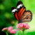Butterflies Live  Wallpaper  icon