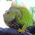 Iguana Care 2 icon