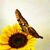 Sunflower Butterfly Live Wallpaper icon