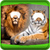 Tiger And Lion Photo Montage icon