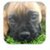 Dog Training App icon