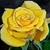 Yellow Rose LWP icon