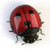 Beetle and Eggs icon