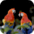Parrot Loves Live Wallpaper icon