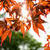 Beautiful Pictures in the autumn Wallpaper icon