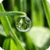 Morning dew Live Wallpaper icon