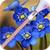 Flower Zipper Lock Screen icon