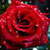 Red Rose Live Wallpaper SMM app for free