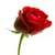 Beautiful Roses Wallpaper Free icon