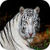 Best White Tiger Wallpaper HD icon