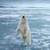 Polar Bear Live Wallpaper Best icon