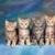 Cute Persian Cats Live Wallpaper icon