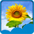 Top Sunflowers Live Wallpapers icon