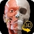 Sistema Muscolare Anatomia 3D overall icon