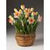 Daffodils flower wallpaper HD icon