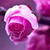 Pink Roses Live Wallpaper 2 icon