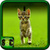 Free Cute Kittens Wallpapers icon