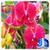 3D Orchid flower Live Wallpaper icon