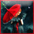 Red Umbrella Live Wallpaper icon