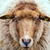 Netherland Sheep Live Wallpaper icon