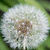 Pretty dandelion macro Wallpaper HD icon