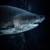 Shark around the world 4K القرش app for free