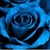 Blue Roses Gallery and LiveWP icon