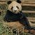 PANDA EATING AT ZOO LWP icon