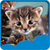 Cute Cats Live Wallpapers app for free
