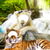 Lion And Tiger Photo Editor icon