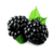 Benefits of Blackberry icon