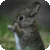 Cute Rabbit app for free