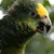 Talking Parrot By Andru icon
