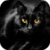 Gorgeous Black Cat LWP icon