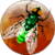 Galactic Insects icon