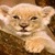 Lion Baby Live Wallpaper icon