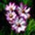 Flower photo  of wallpaper icon