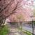 Sakura Blossom Live Wallpaper icon