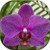 Beautiful orchids icon
