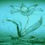 Water Flower Bloom Live Wallpaper icon