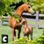  Ultimate Arabian Horse Sim icon