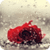 A lonely rose in the rain app for free