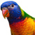 Parrot Jigsaw Puzzle icon