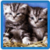 Kittens live Wallpaper  icon