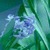 Blue Flower Lwp icon