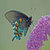 Butterfly Live icon