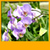 Orchid Live Wallpapers New icon