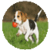Dog And Toy icon