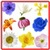 Anemone Flowers Onet Classic Game icon
