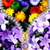 Flowers Zipper Lock Screen Best icon